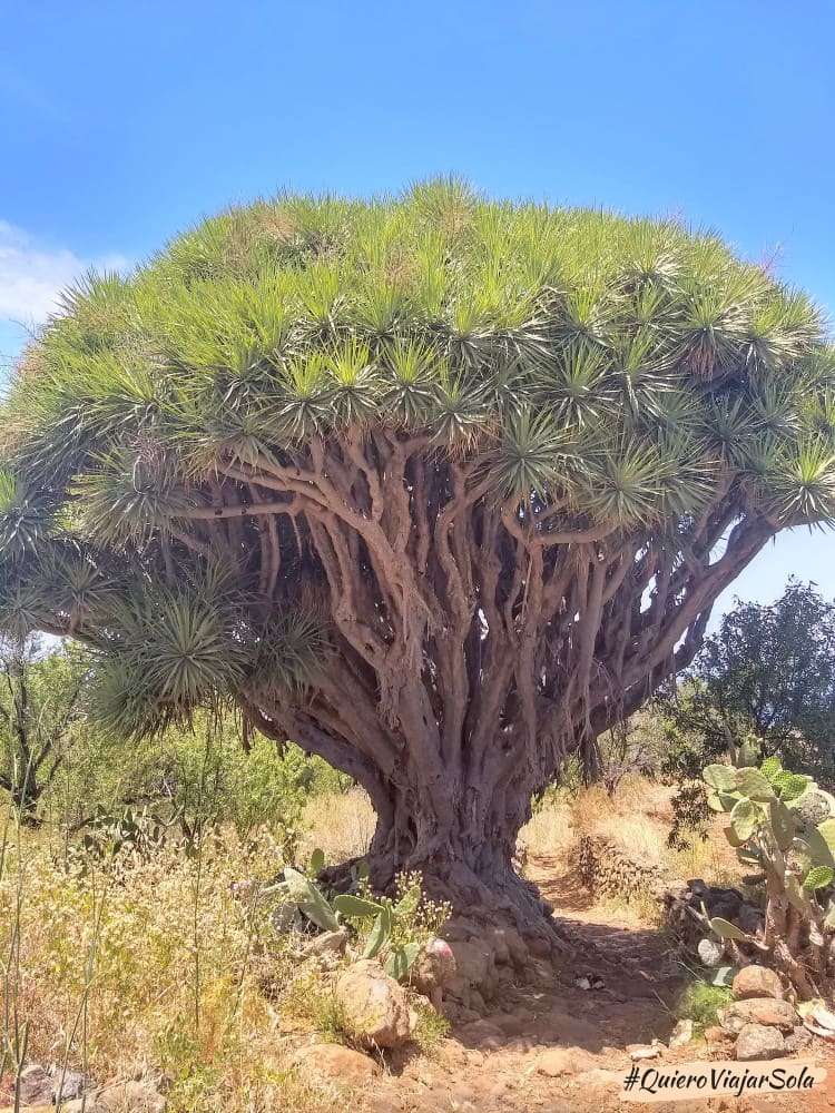 Ruta de los Dragos, drago