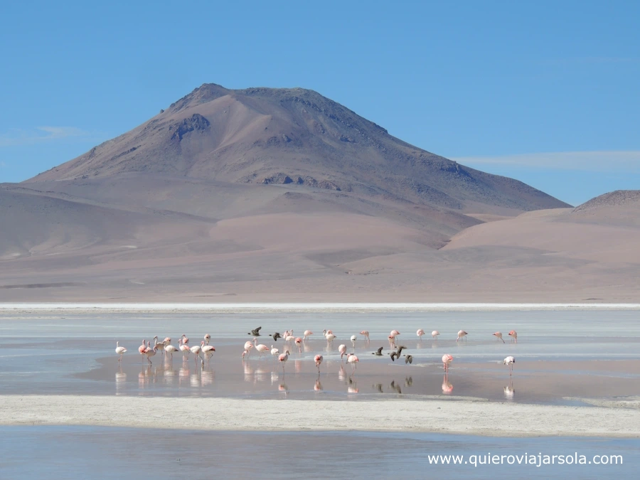 Flamencos en la laguna con el monte Araral detrás