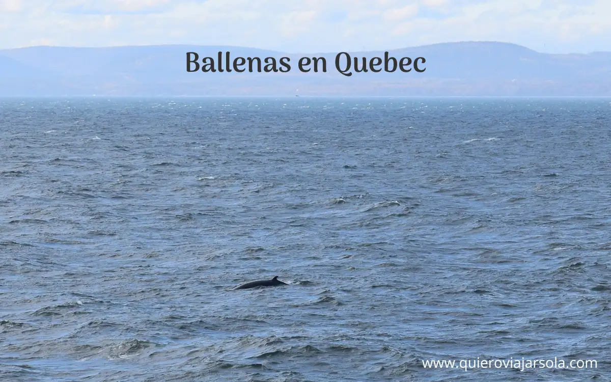 Ballena Minke en Quebec
