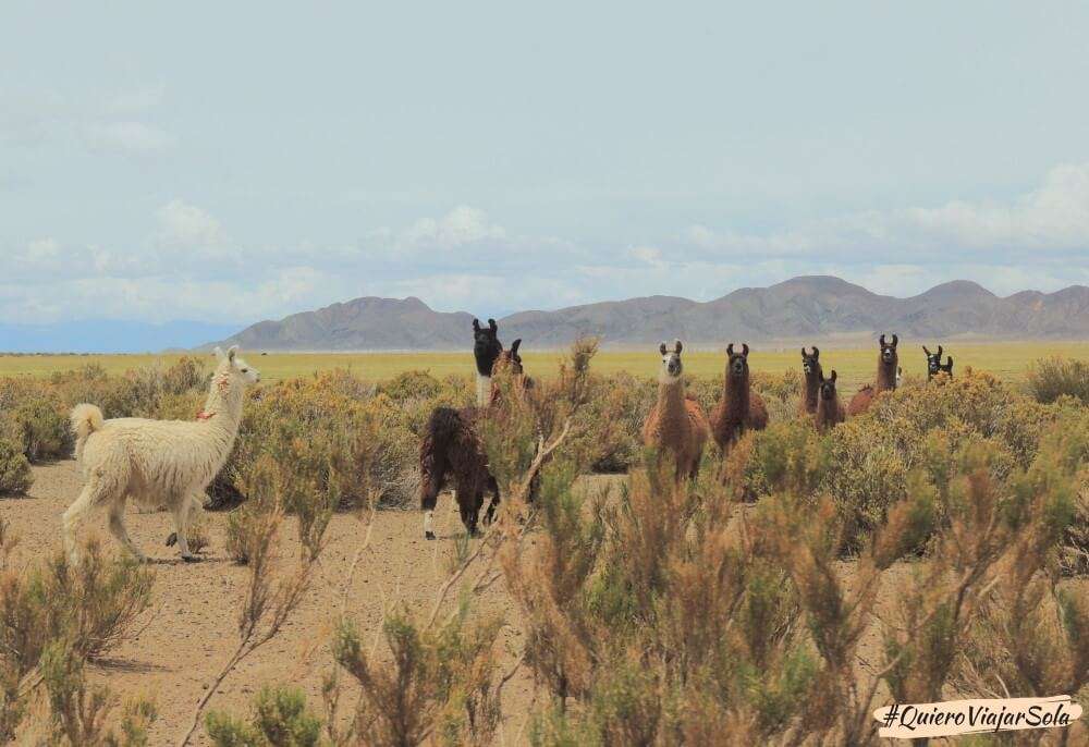 Cómo ir a las Salinas Grandes, puna