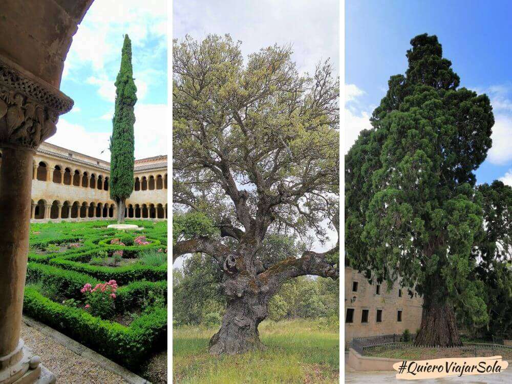 Visitar Santo Domingo de Silos, árboles catalogados