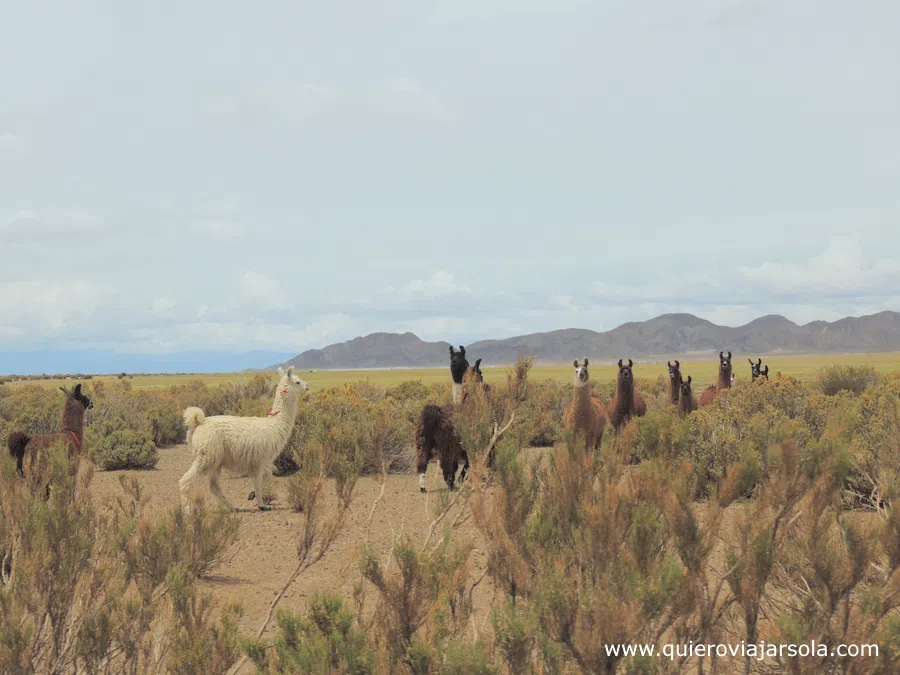 Llamas, vicuñas y guanacos en su hábitat