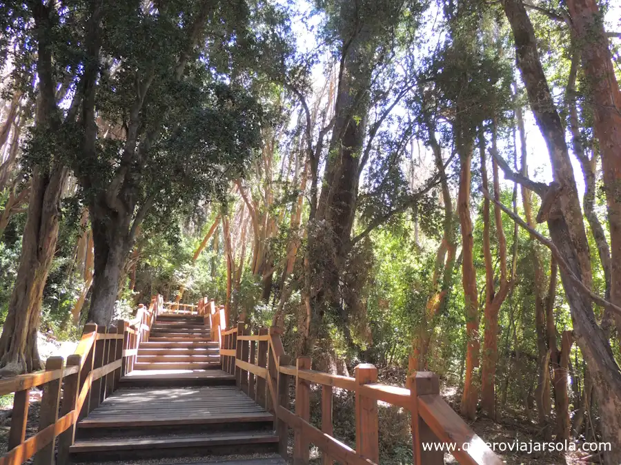 Pasarela de madera bajo los arrayanes