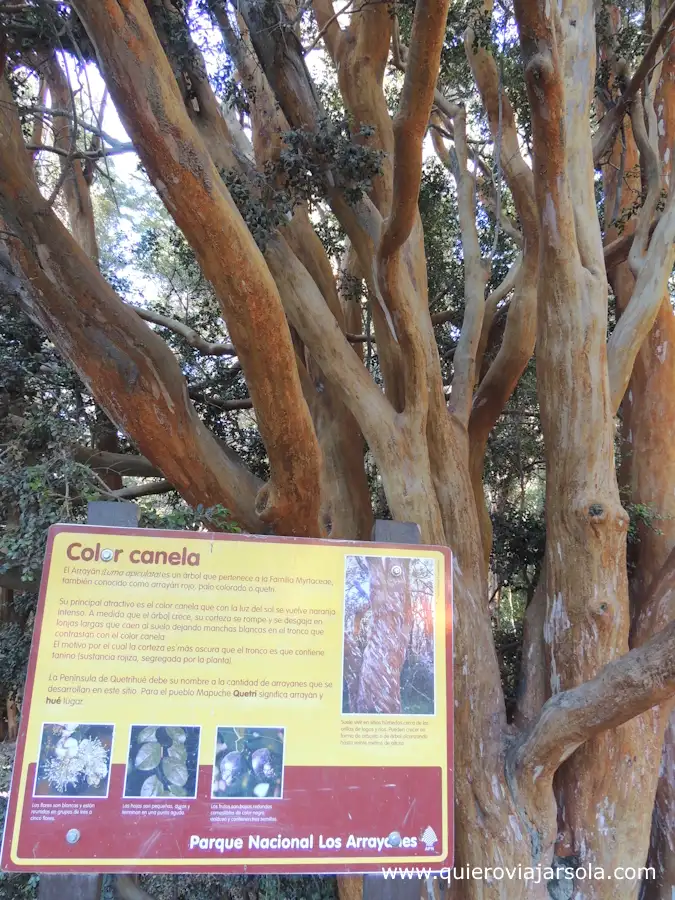 Un arrayán junto a un cartel explicativo