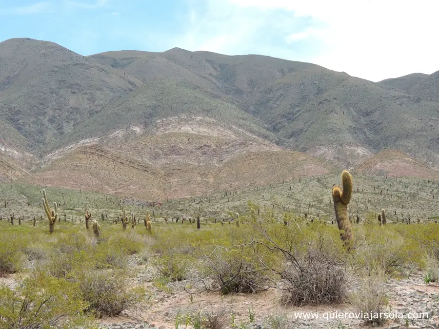Paisaje con cardones y montañas detrás