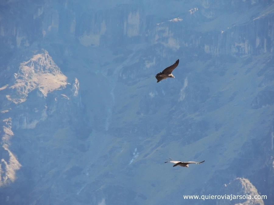 Dos cóndores volando en el Cañón del Colca