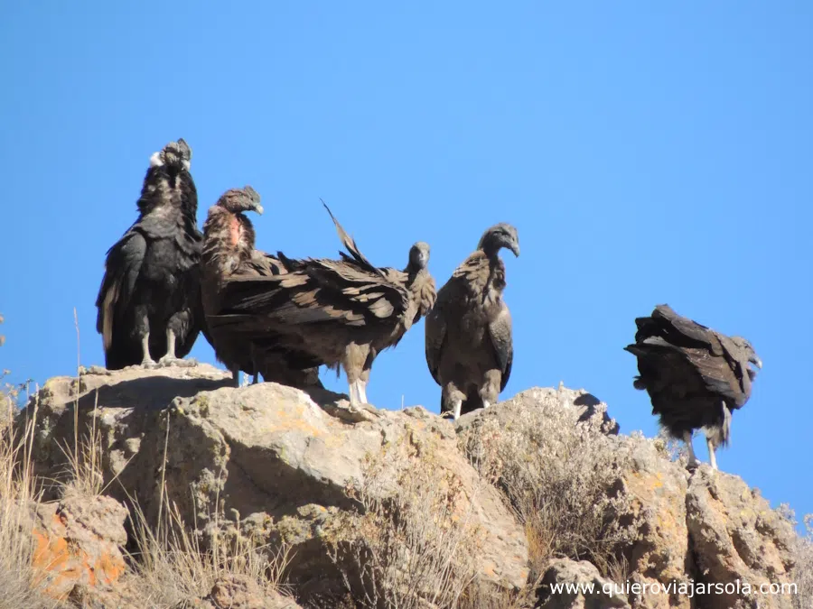 Grupo de cóndores posados sobre las rocas