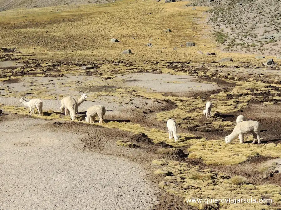 Alpacas pastando