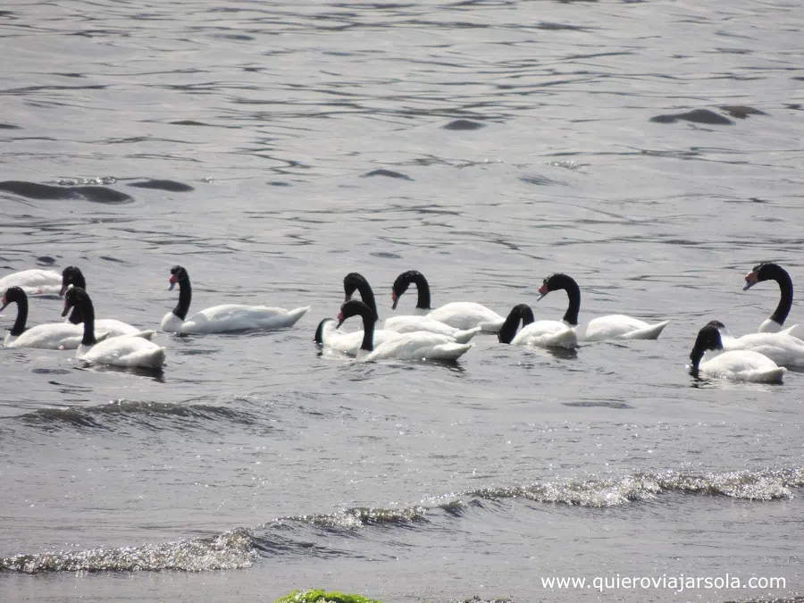 Grupo de cisnes nadando en el humedal
