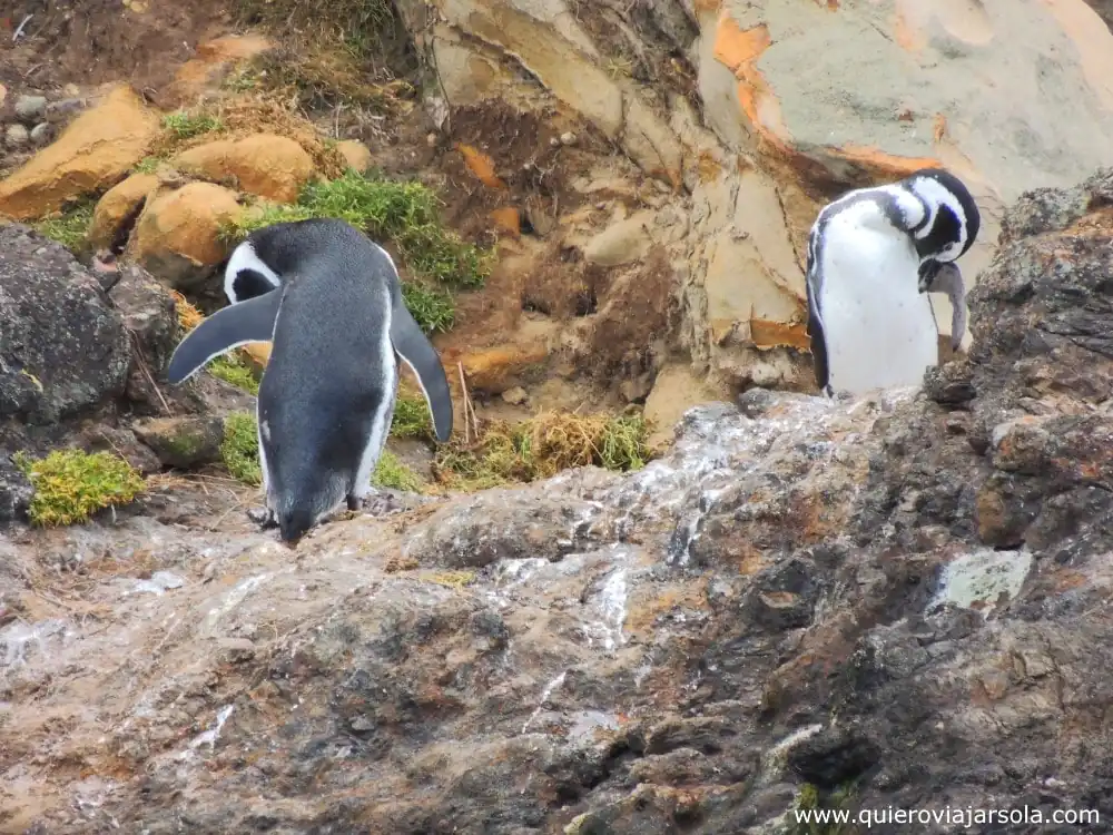 Qué hacer en Ancud, pingüineras