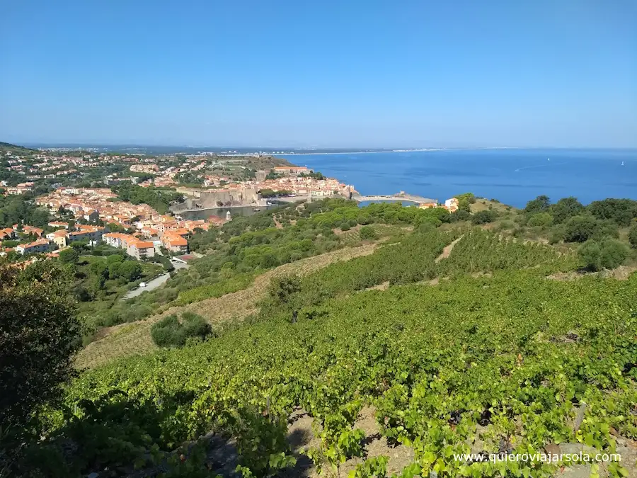 Vista de viñedos y Collioure