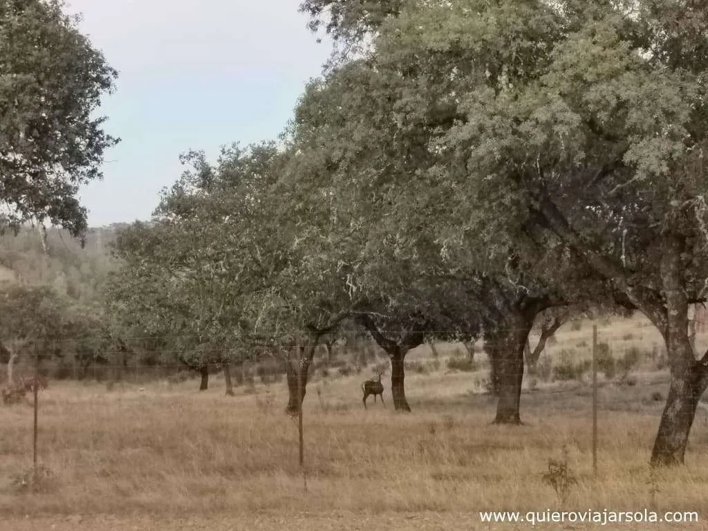 Que hacer en la Sierra Norte de Sevilla, berrea del ciervo