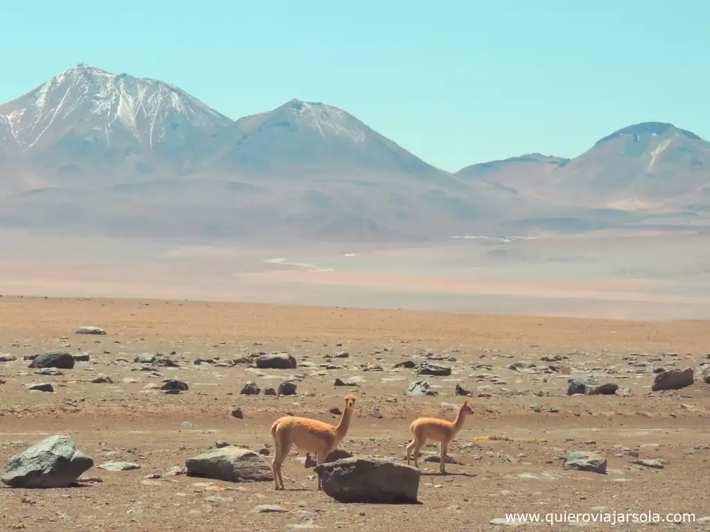 Que hacer en San Pedro de Atacama, vicuñas