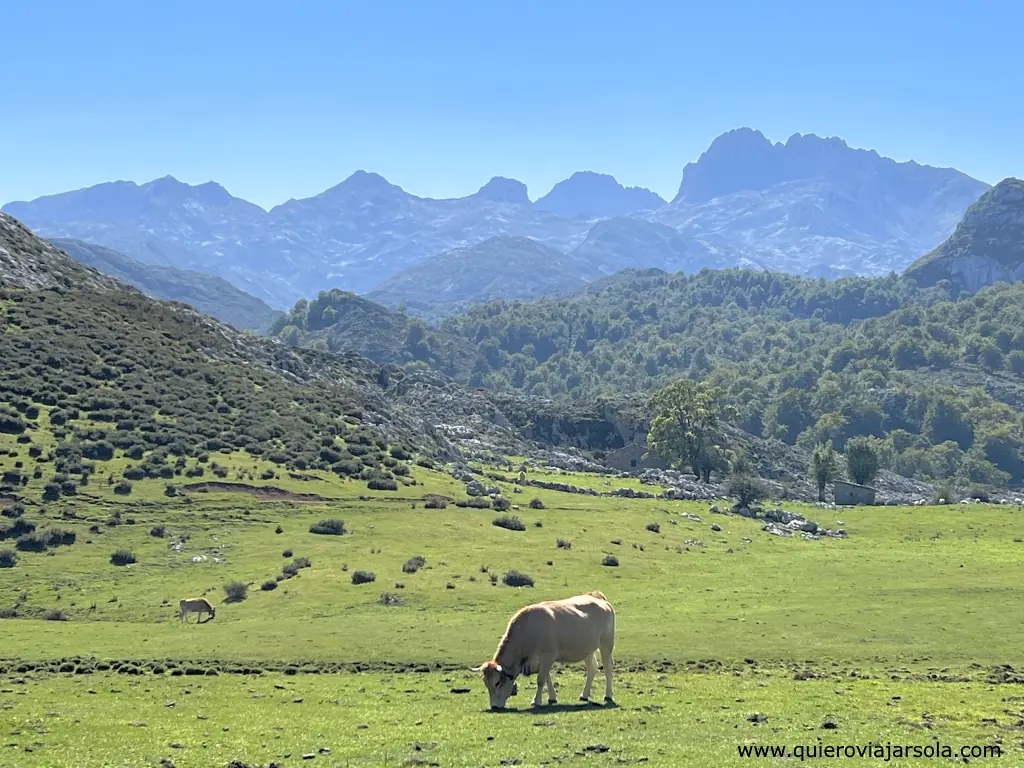 Lagos de Covadonga, vaca