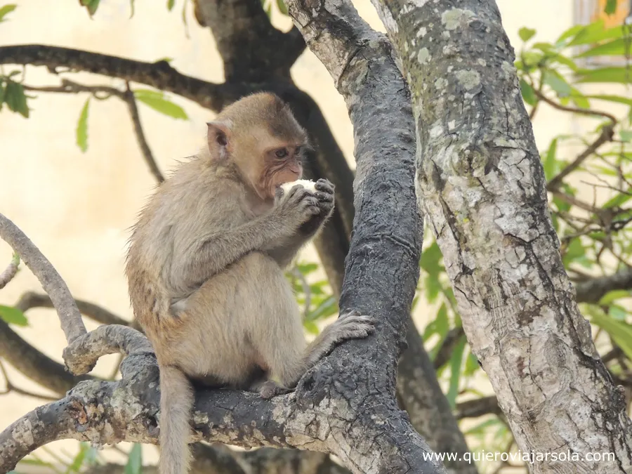 Mono comiendo un plátano