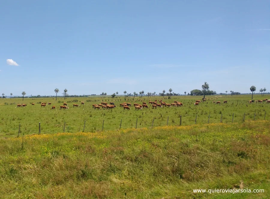 Prado con vacas en Rocha