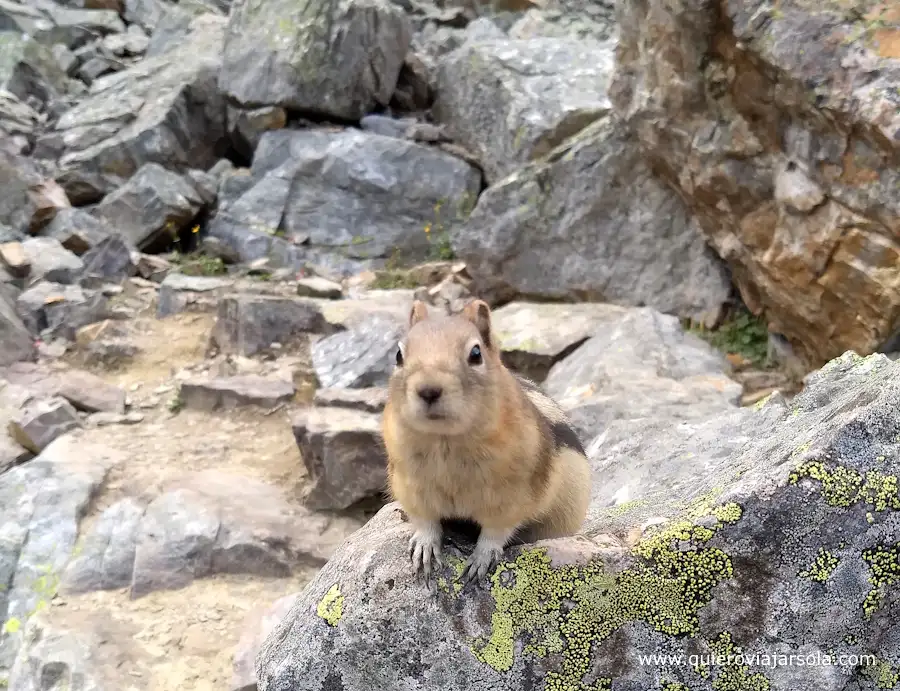 Una ardillla curiosa