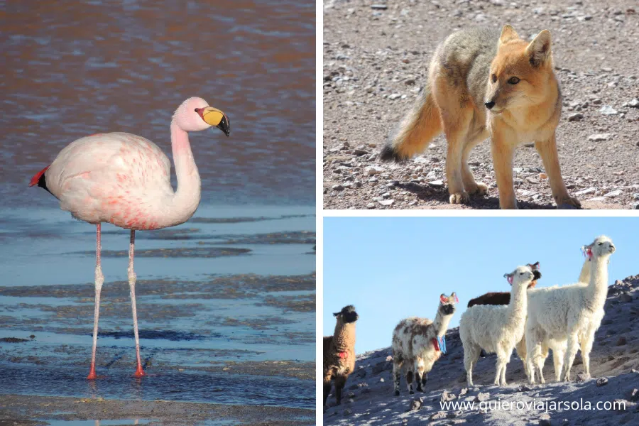 Flamenco, zorro y llamas y alpacas